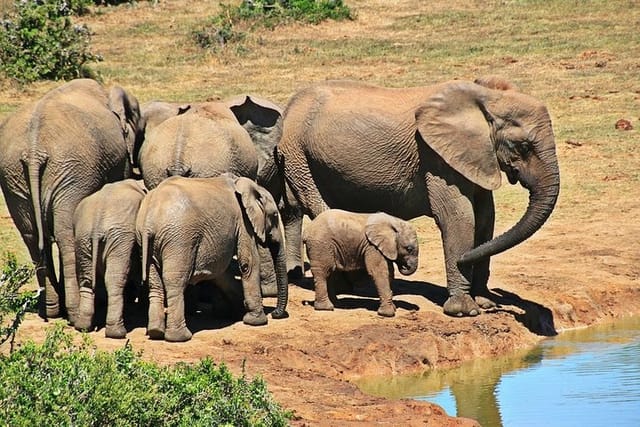 Elephant Family about to refresh themselves 